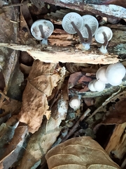 Basidiomycota