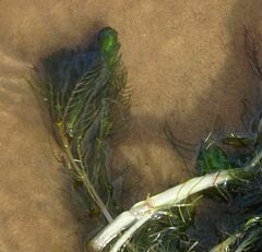 Myriophyllum sibiricum