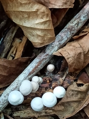 Basidiomycota