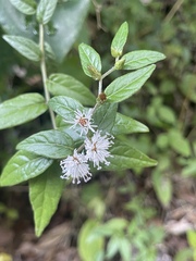 Lepidaploa borinquensis