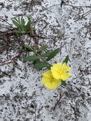 Crocanthemum corymbosum