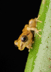 Eleutherodactylidae