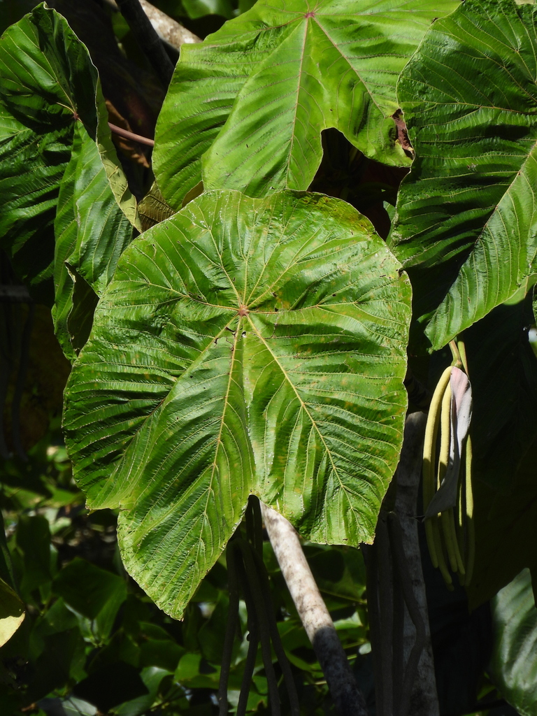 Cecropia putumayonis