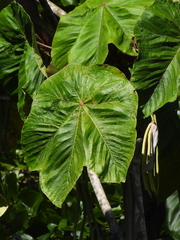 Cecropia putumayonis