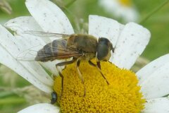 Eristalis similis