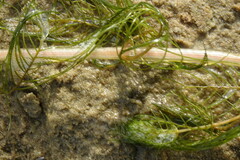 Myriophyllum sibiricum