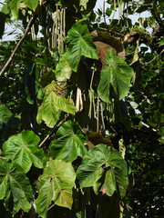 Cecropia putumayonis