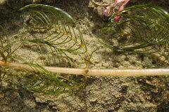 Myriophyllum sibiricum