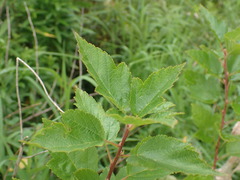 Physocarpus intermedius