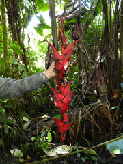 Heliconia pogonantha