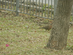 Streptopelia chinensis