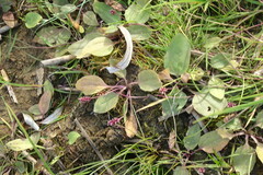 Plantago major intermedia