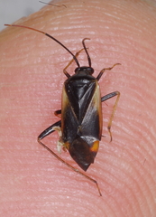 Adelphocoris seticornis