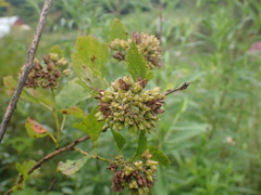 Physocarpus intermedius