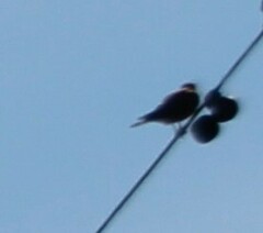 Falconiformes