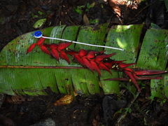 Heliconia pogonantha