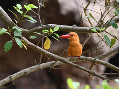 Pelargopsis amauroptera