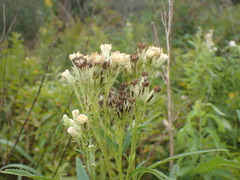Hasteola suaveolens