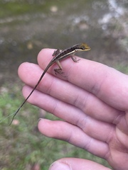Anolis krugi