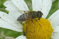 Eristalis similis