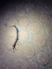 Parotostigmus
