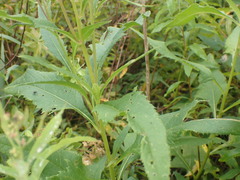 Hasteola suaveolens