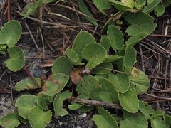 Centella erecta