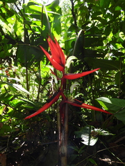 Heliconia scarlatina