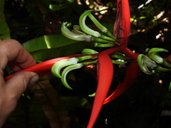 Heliconia scarlatina