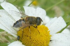 Eristalis similis