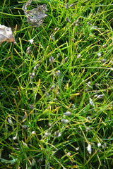 Eleocharis acicularis