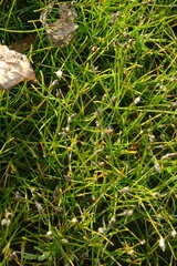 Eleocharis acicularis