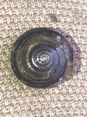 Oxychilus draparnaudi