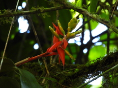 Aechmea tillandsioides