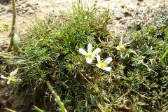 Ranunculus trichophyllus