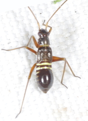 Miris striatus