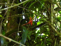 Aechmea tillandsioides
