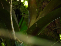 Aechmea tillandsioides