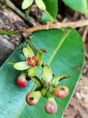 Gomphia serrata