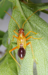 Miris striatus