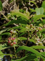 Gomphia serrata
