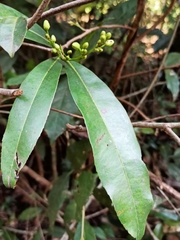 Gomphia serrata