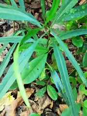 Magnoliopsida