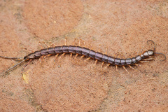 Parotostigmus
