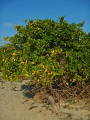 Excoecaria agallocha