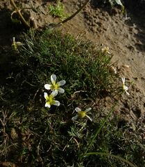 Ranunculus trichophyllus