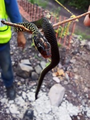 Drymobius margaritiferus