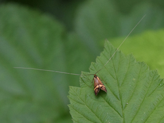 Nemophora degeerella