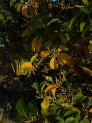 Excoecaria agallocha