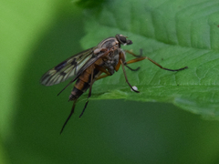 Rhagio